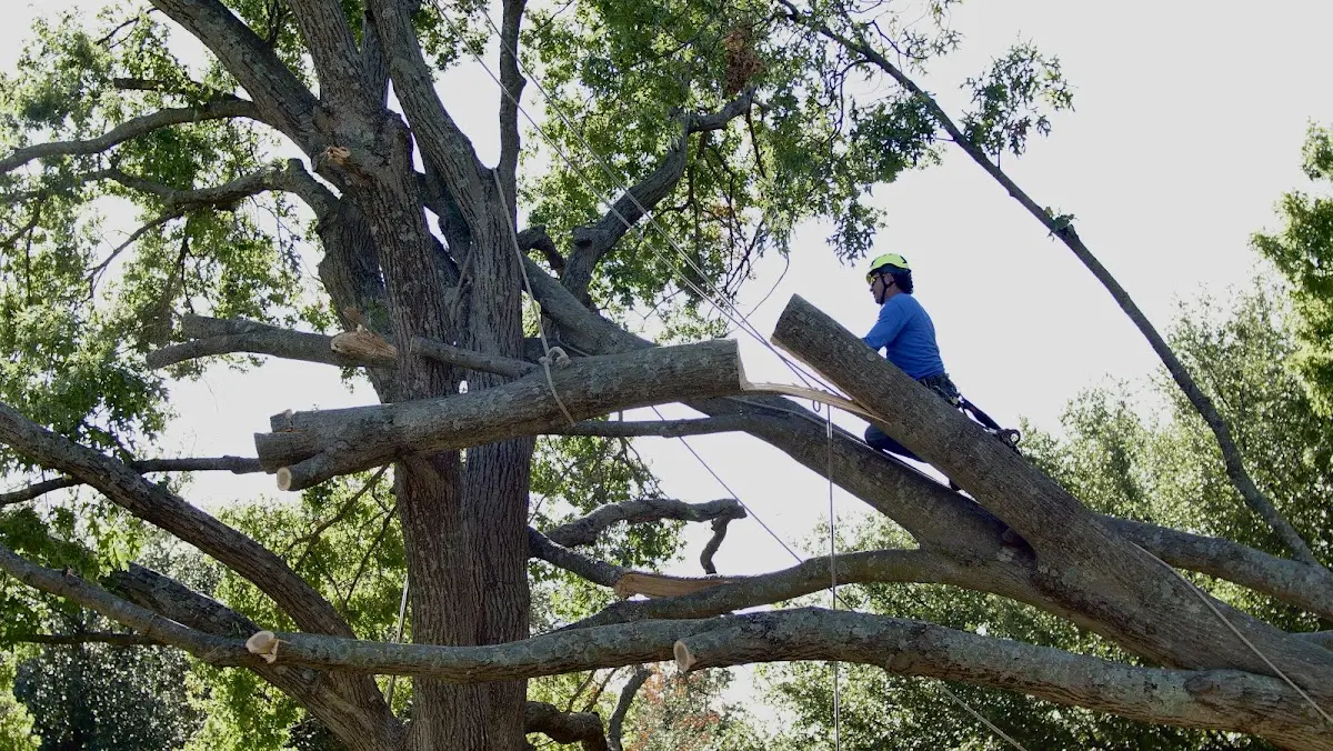 Professional Crown Thinning performed by certified arborists in Jones